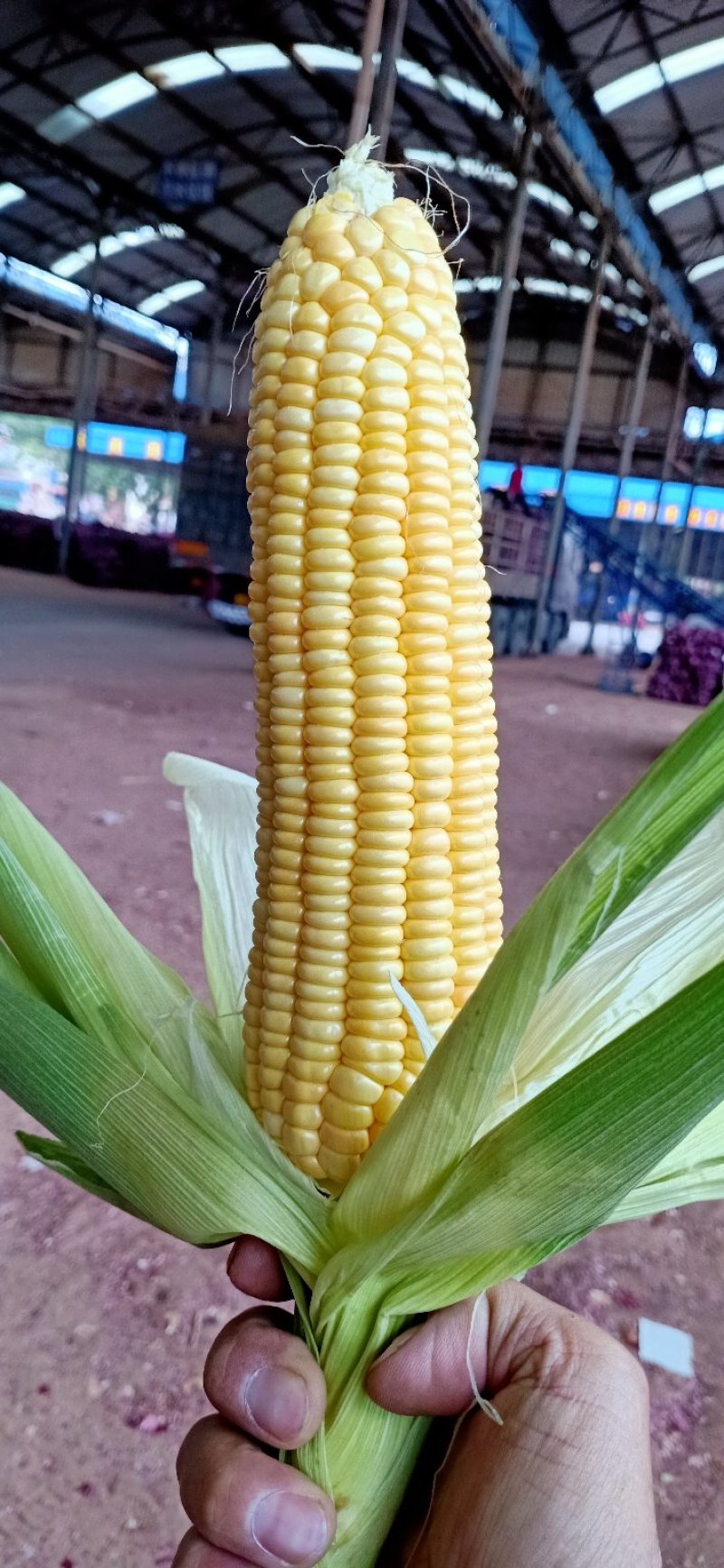 甜玉米