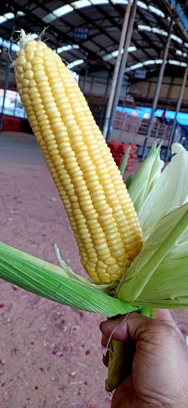 甜玉米