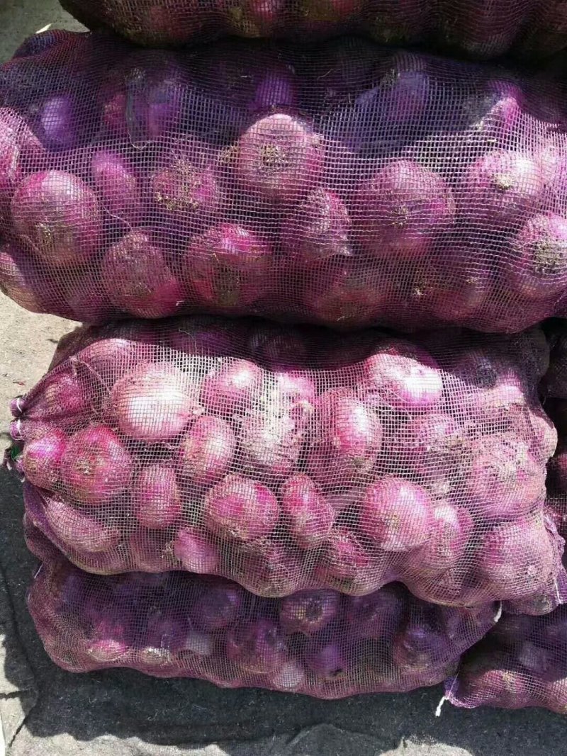 河南洋葱大量上市求合作