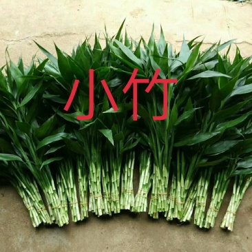 小竹小青竹水竹富贵竹自产自销价格低廉质量保证一手货源