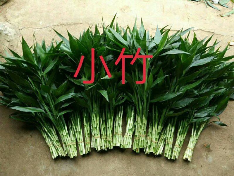 小竹小青竹水竹富贵竹自产自销价格低廉质量保证一手货源