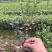 常年批发供应夏鹃价格优惠，沭阳大型夏鹃种植基地大量销售中