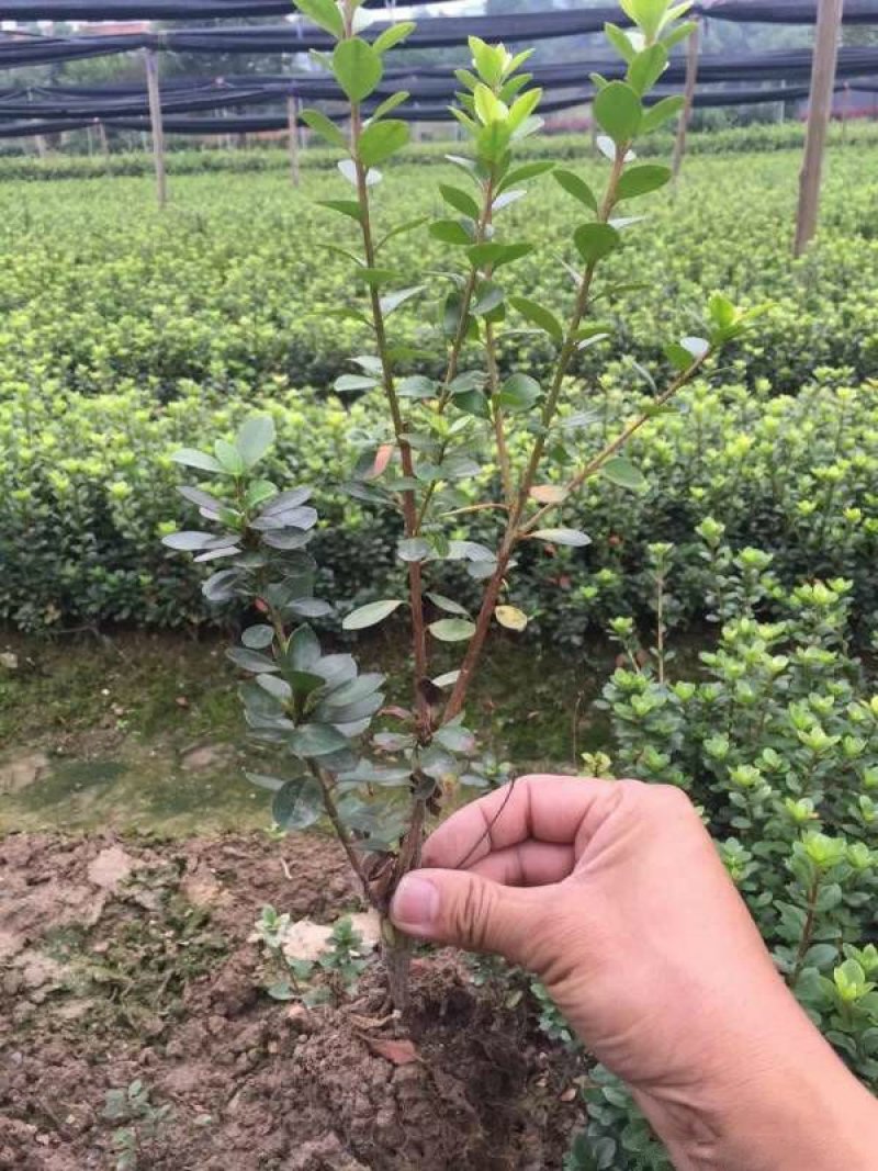 常年批发供应夏鹃价格优惠，沭阳大型夏鹃种植基地大量销售中