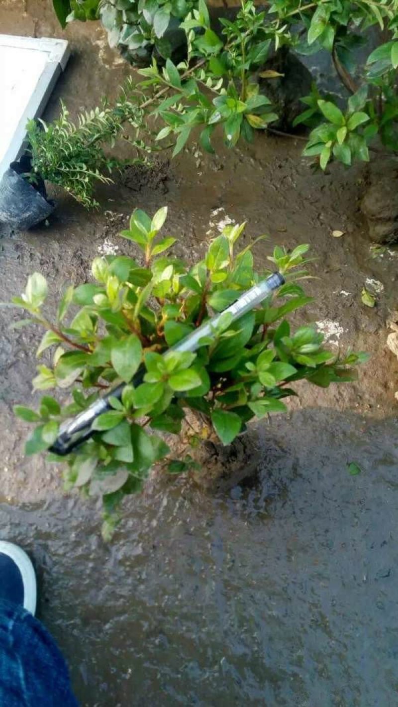 常年批发供应夏鹃价格优惠，沭阳大型夏鹃种植基地大量销售中