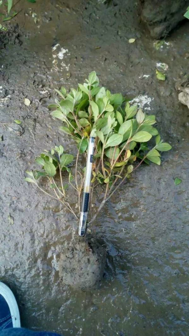 常年批发供应夏鹃价格优惠，沭阳大型夏鹃种植基地大量销售中