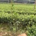 常年批发供应夏鹃价格优惠，沭阳大型夏鹃种植基地大量销售中