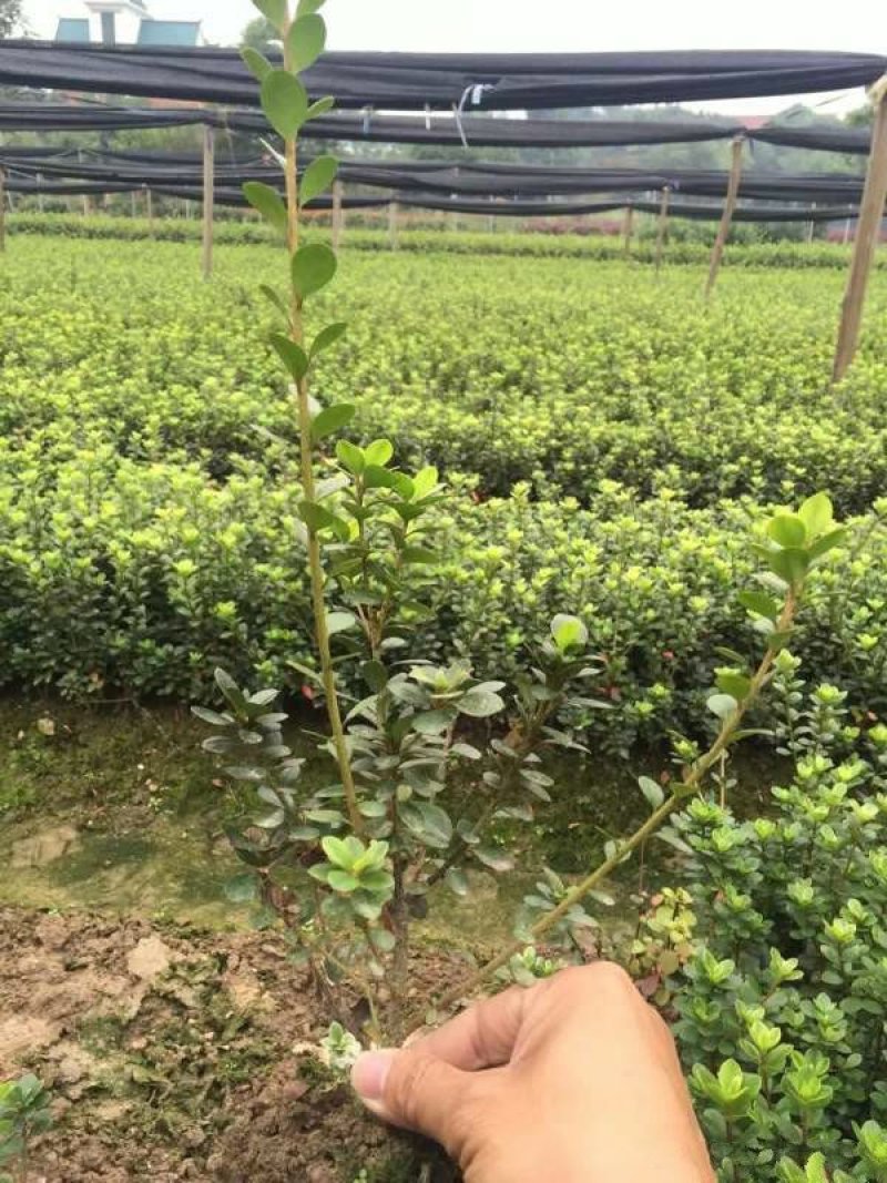 常年批发供应夏鹃价格优惠，沭阳大型夏鹃种植基地大量销售中