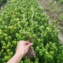 常年批发供应夏鹃价格，沭阳大型夏鹃种植基地大量销售中