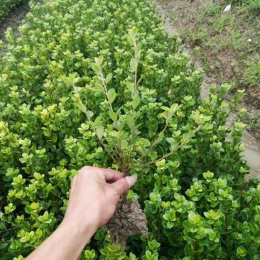 常年批发供应夏鹃价格优惠，沭阳大型夏鹃种植基地大量销售中
