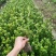常年批发供应夏鹃价格优惠，沭阳大型夏鹃种植基地大量销售中