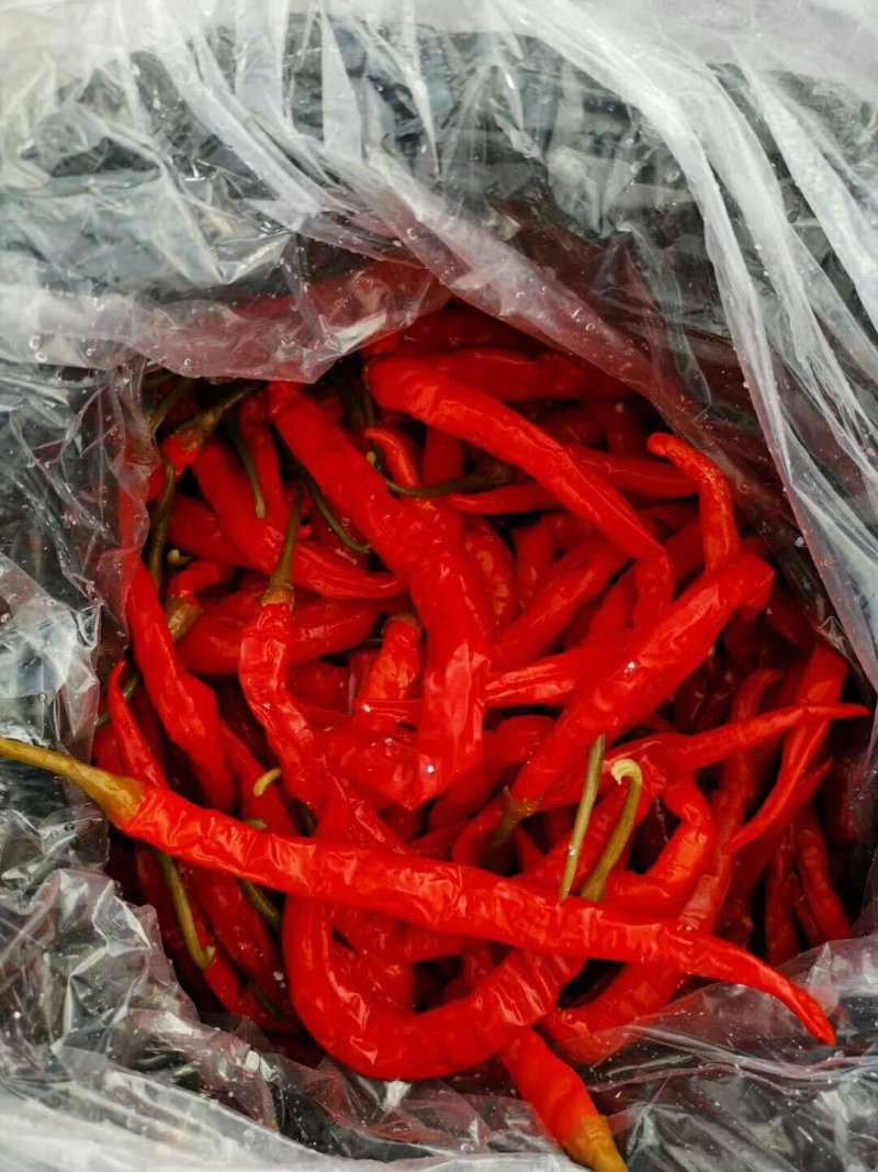 腌制线椒