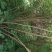 四川眉山大量出售丛生紫荆花