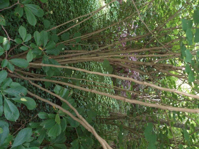 四川眉山大量出售丛生紫荆花