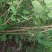 四川眉山大量出售丛生紫荆花