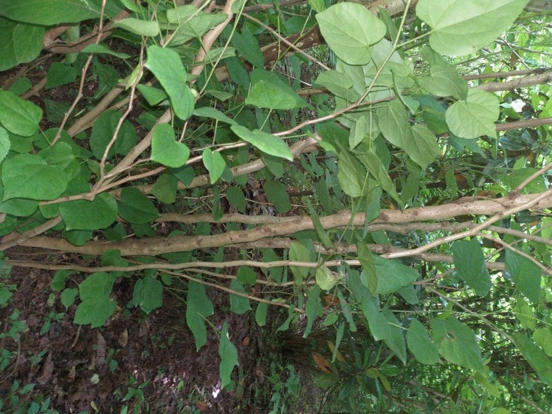 四川眉山大量出售丛生紫荆花