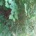 四川眉山大量出售丛生紫荆花