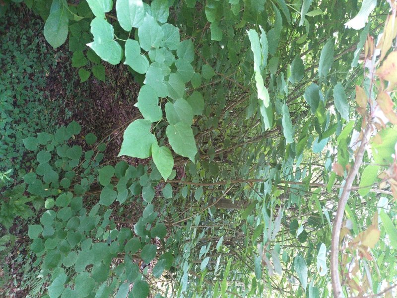 四川眉山大量出售丛生紫荆花