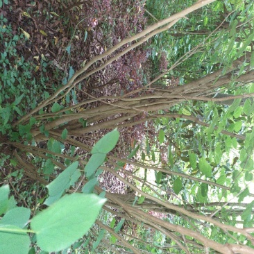 四川眉山大量出售丛生紫荆花