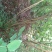 四川眉山大量出售丛生紫荆花