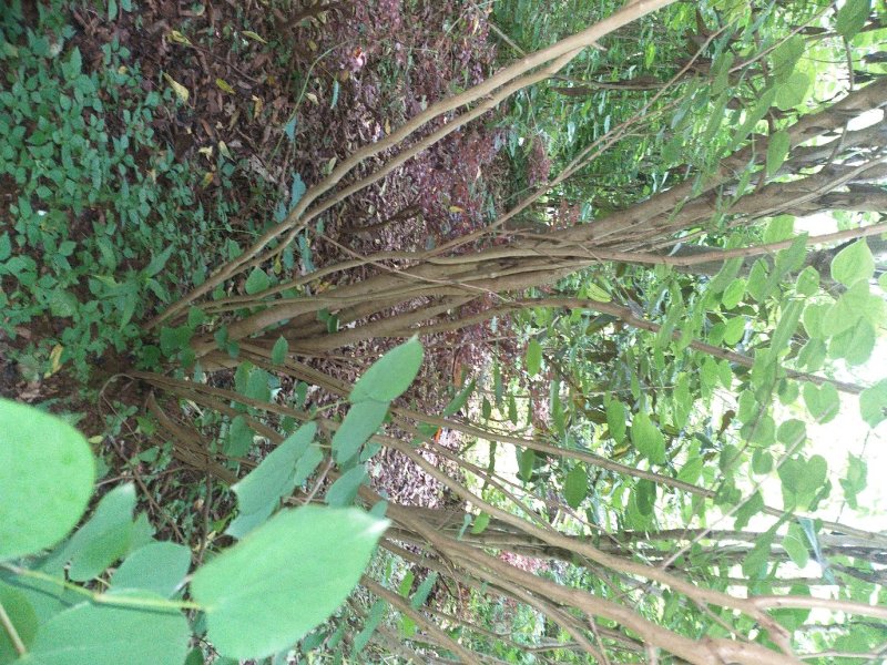 四川眉山大量出售丛生紫荆花