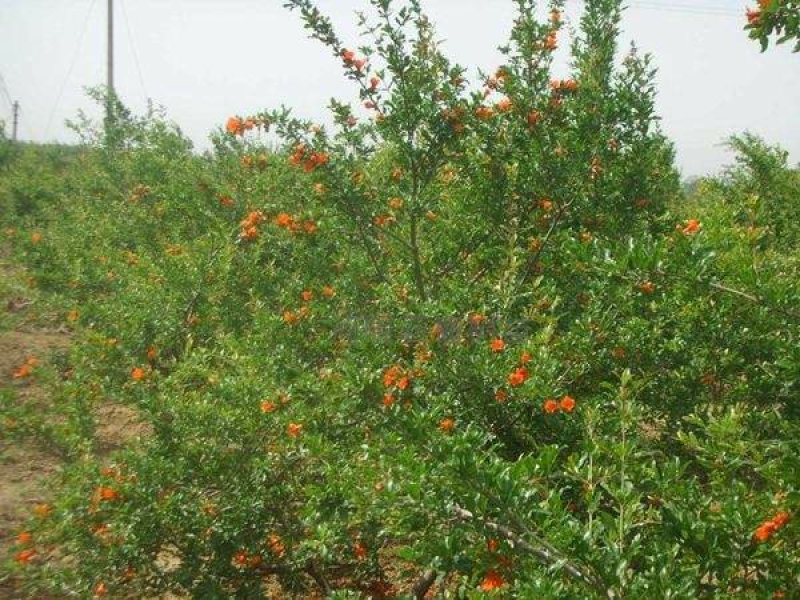 常年批发供应果石榴，规格齐全、价格低、数量充足