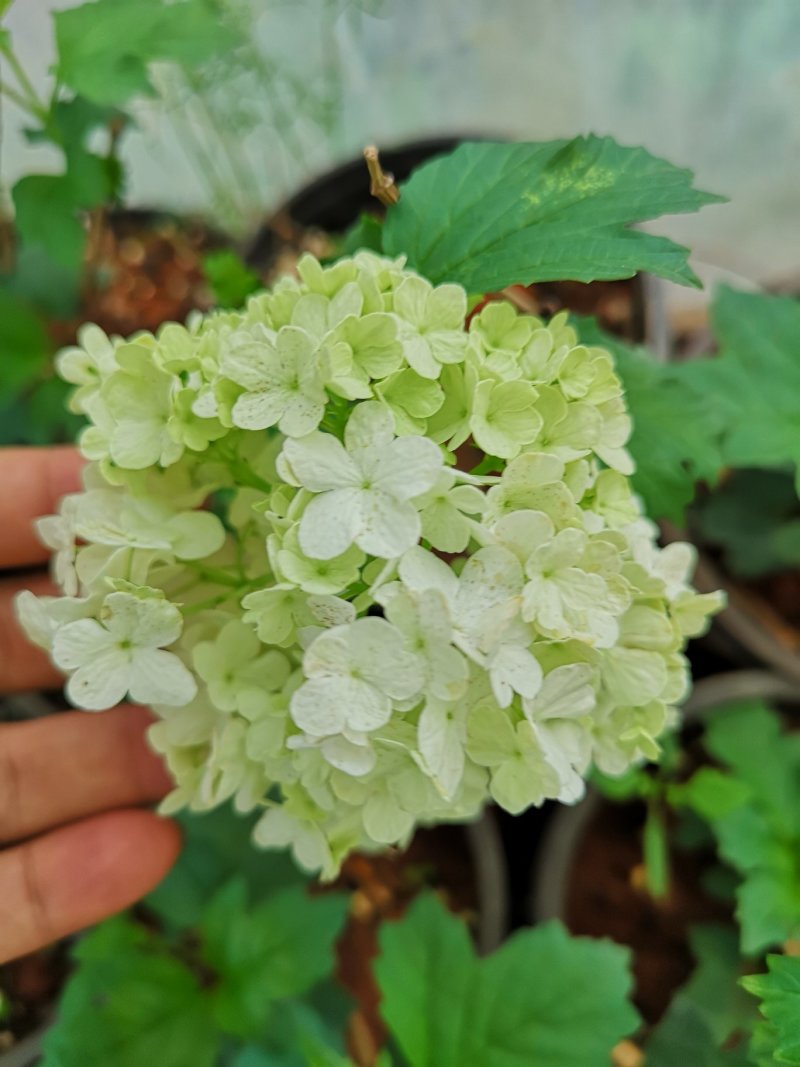 欧洲木绣球