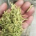 湖北襄阳今年精品新季金银花自家种植产地直销量大从优