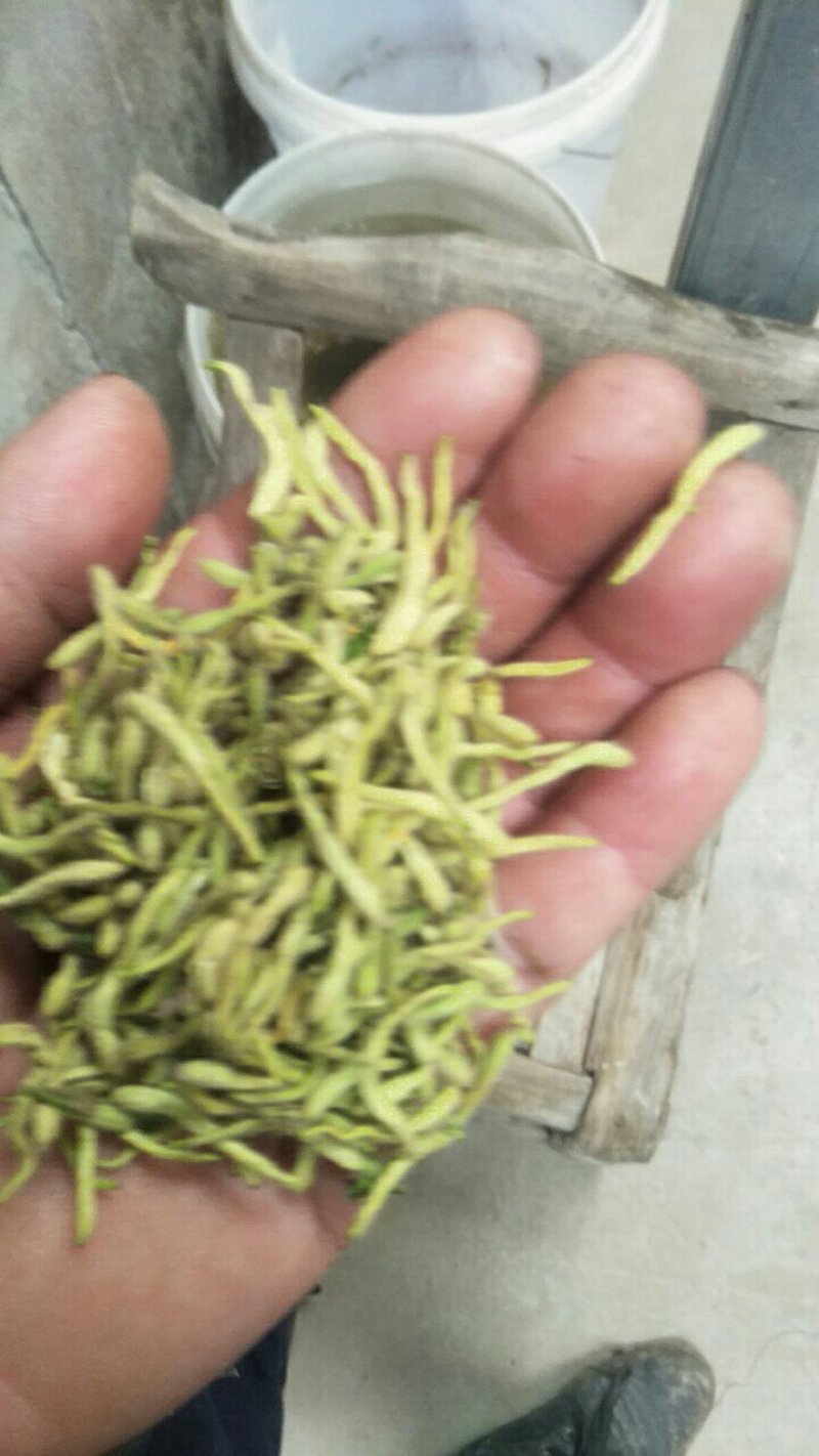 湖北襄阳今年精品新季金银花自家种植产地直销量大从优