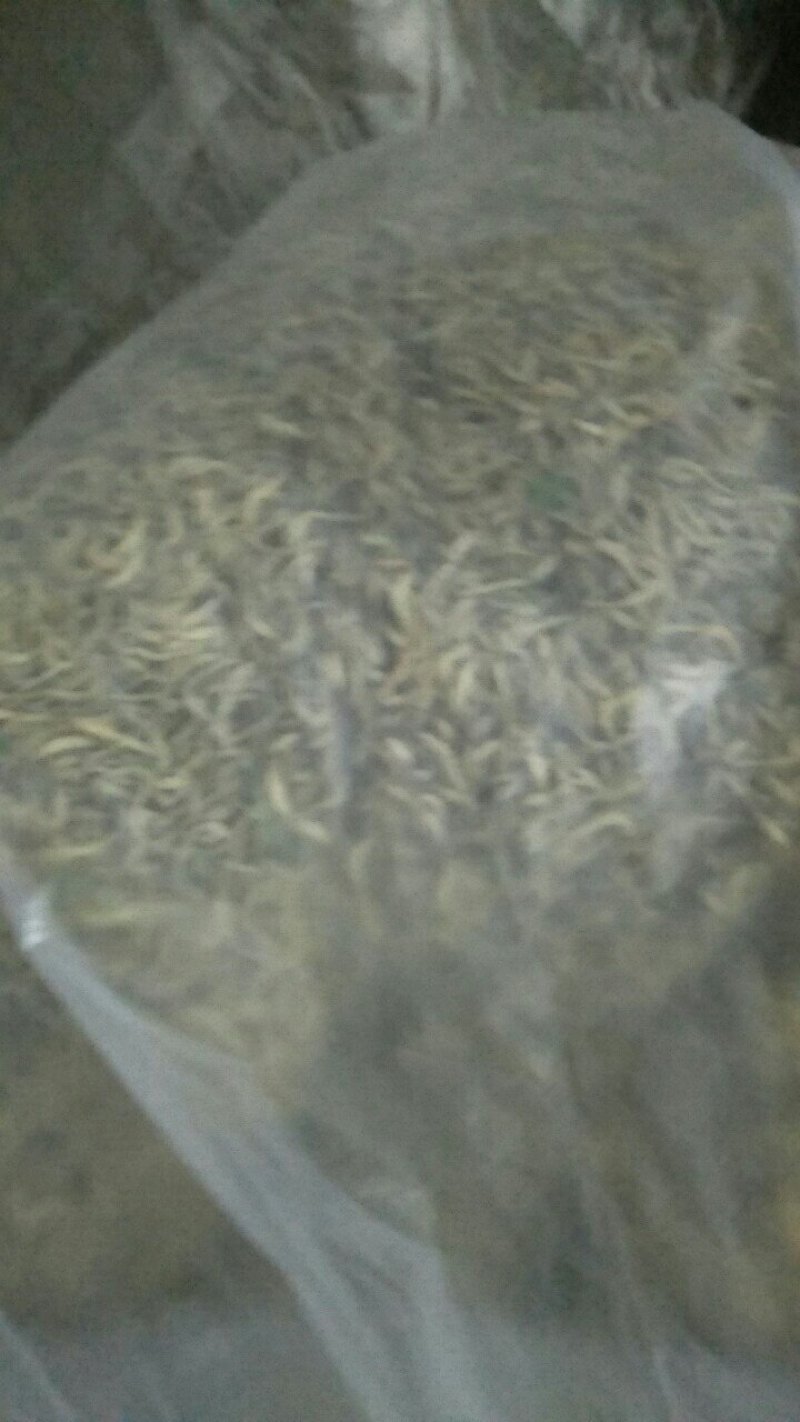 湖北襄阳今年精品新季金银花自家种植产地直销量大从优