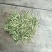 湖北襄阳今年精品新季金银花自家种植产地直销量大从优