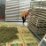 湖北襄阳今年精品新季金银花自家种植产地直销量大从优