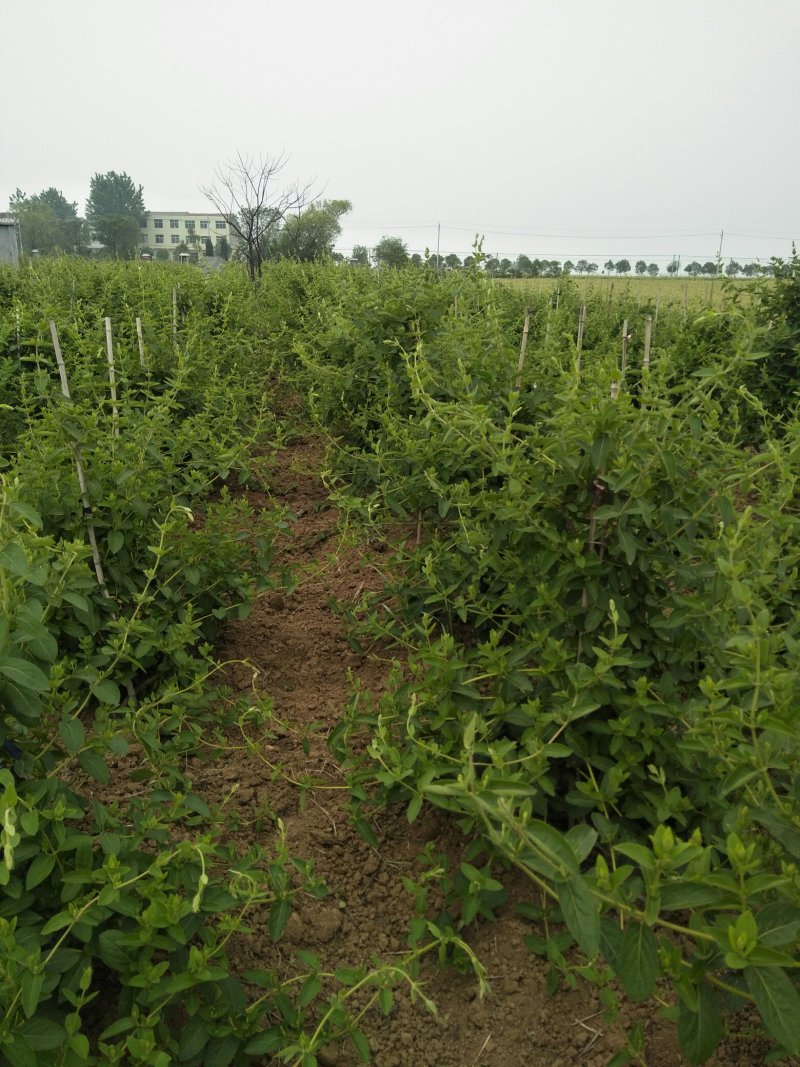 湖北襄阳今年精品新季金银花自家种植产地直销量大从优