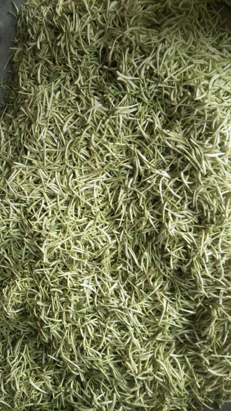 湖北襄阳今年精品新季金银花自家种植产地直销量大从优