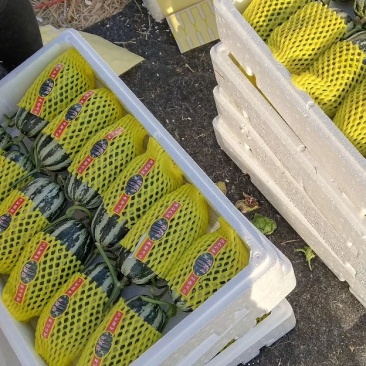 博洋61，博洋9，羊角蜜。嗯，花仙子。绿宝。大量上市