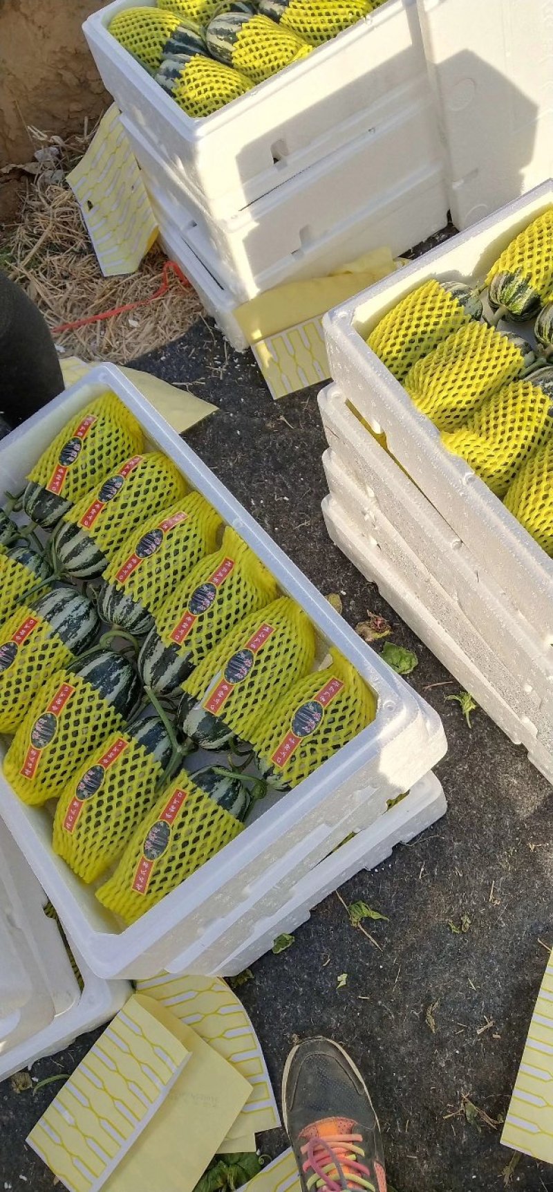 博洋61，博洋9，羊角蜜。嗯，花仙子。绿宝。大量上市