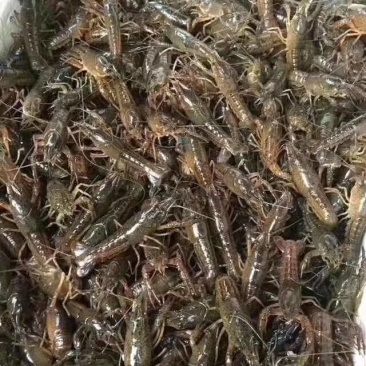 优质虾苗供应，只卖本地，赣州周边！