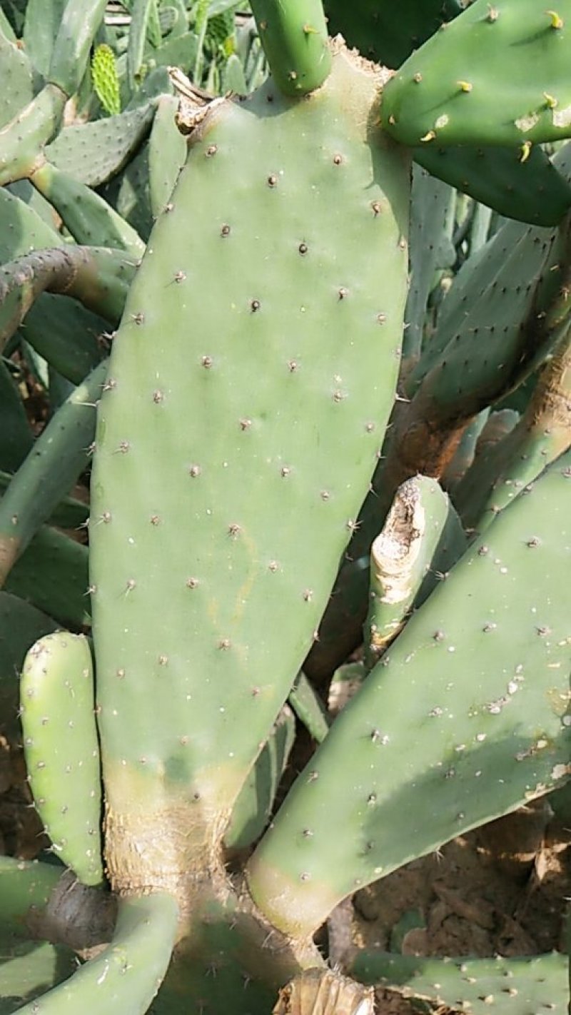 仙人掌种植基地，现大量供应市场各种美容片，药用片，菜片和