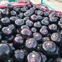紫光圆茄，黑又亮，大量供应