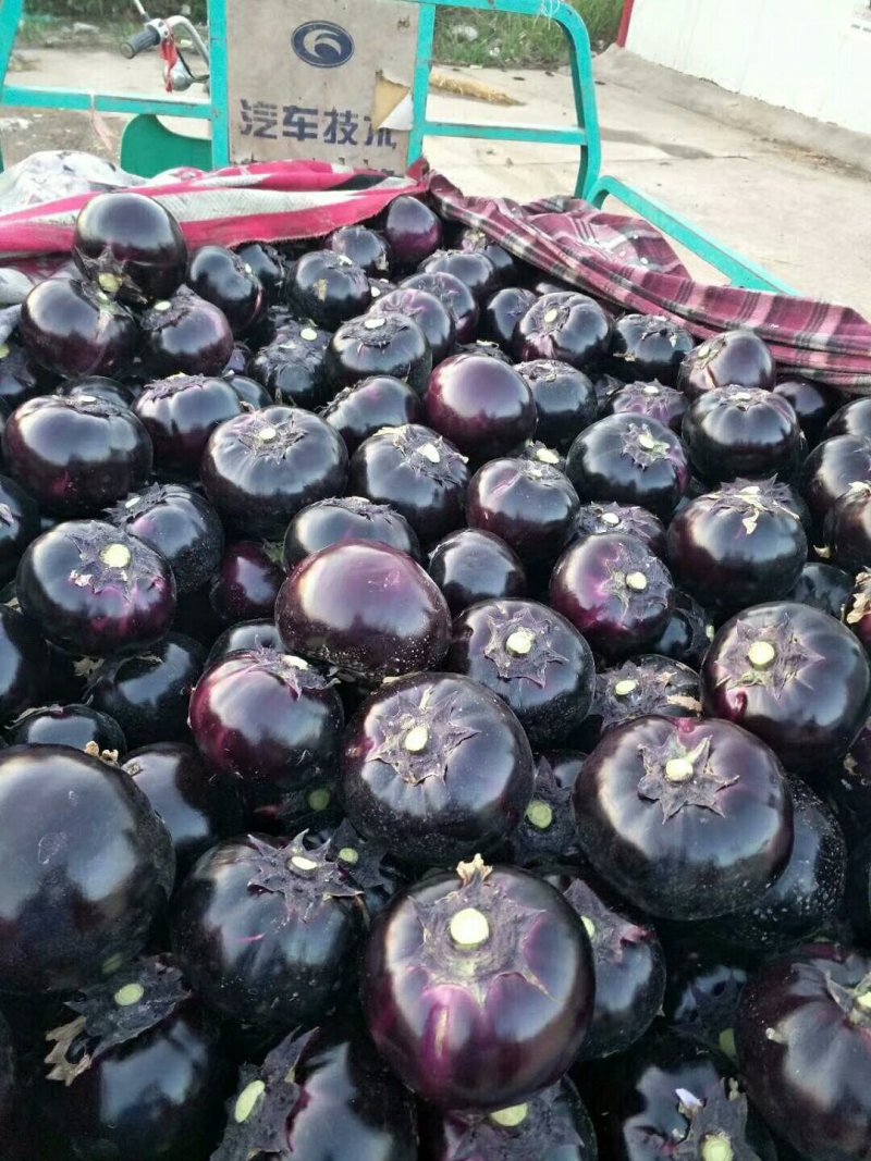 紫光圆茄，黑又亮，大量供应