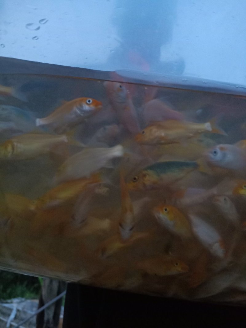 锦鲤鱼苗品种多样全国发货