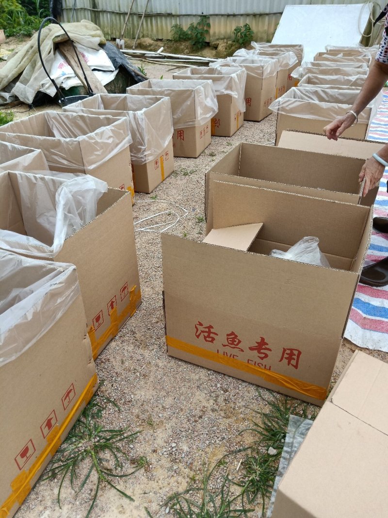 锦鲤鱼苗品种多样全国发货