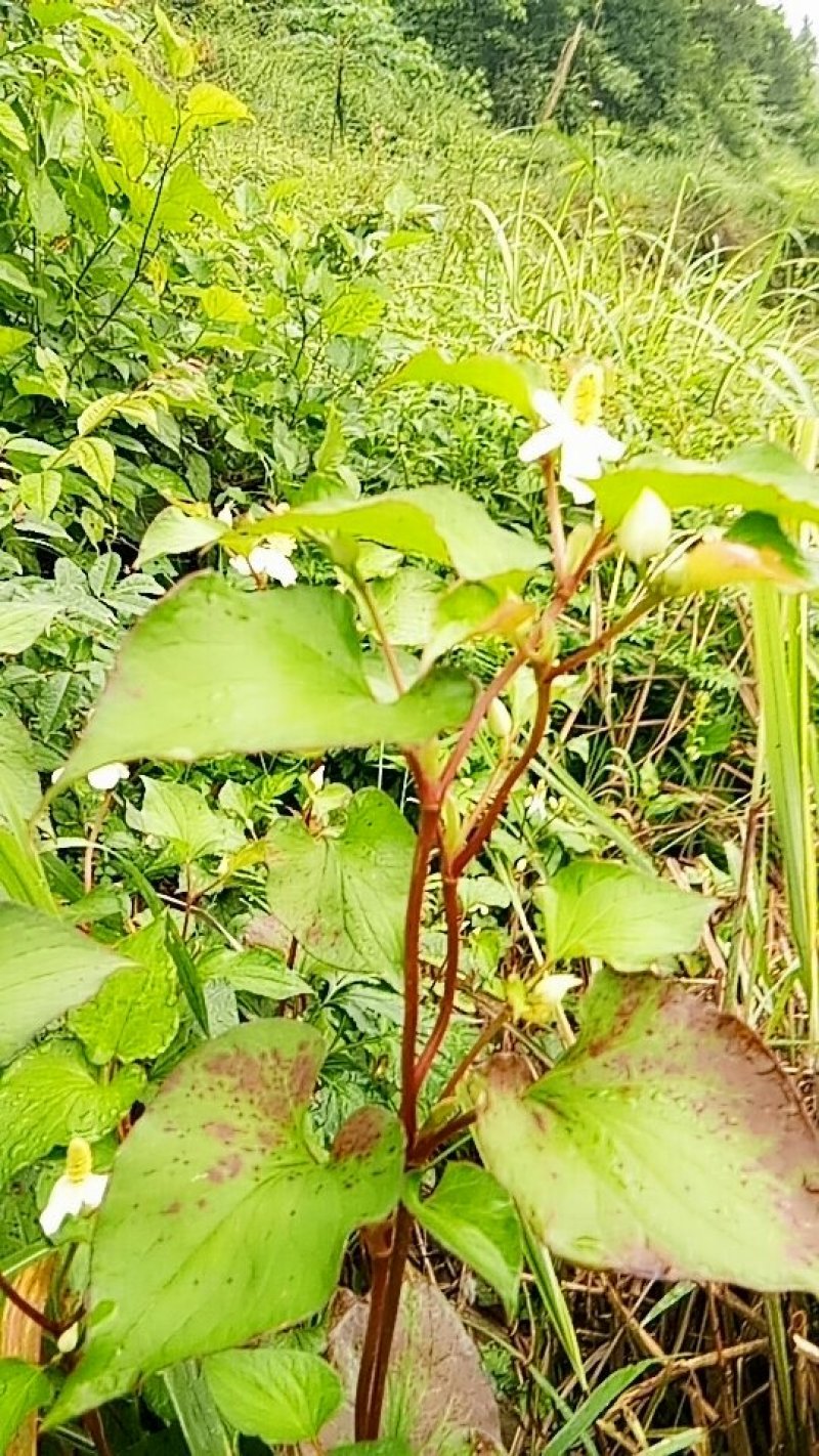 野生鱼腥草种根，折耳根种根新鲜现挖现发。
