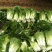 黄心大白菜矮颗大白菜3-4-5斤左右