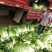 黄心大白菜矮颗大白菜3-4-5斤左右