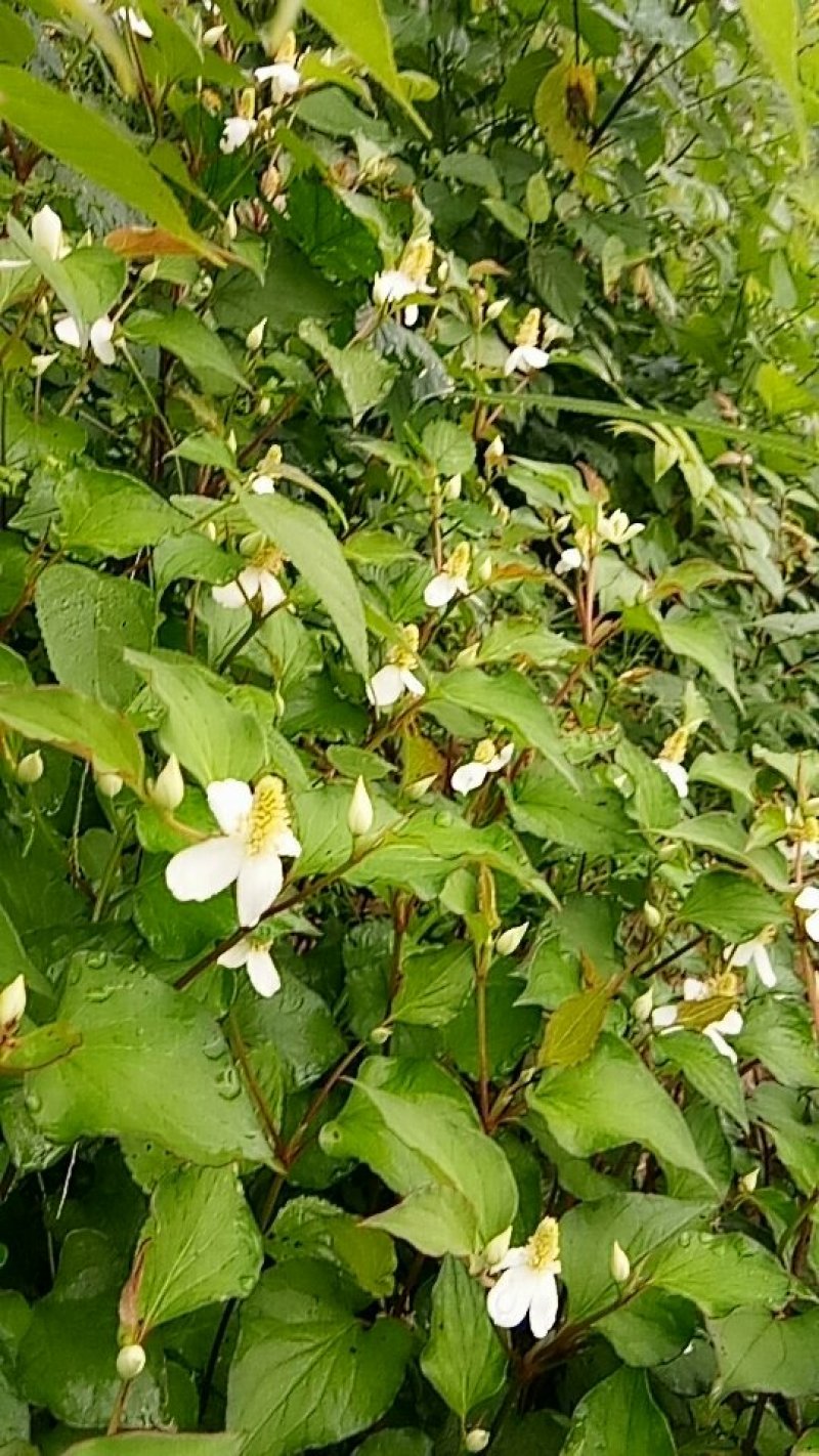 野生鱼腥草种根，折耳根种根新鲜现挖现发。