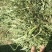 优质苜蓿草