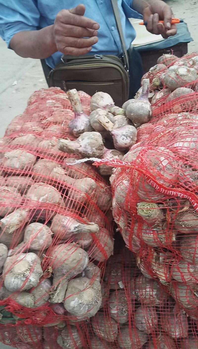 河南，精品，优质，大蒜大量供应代发全国各地质量保证