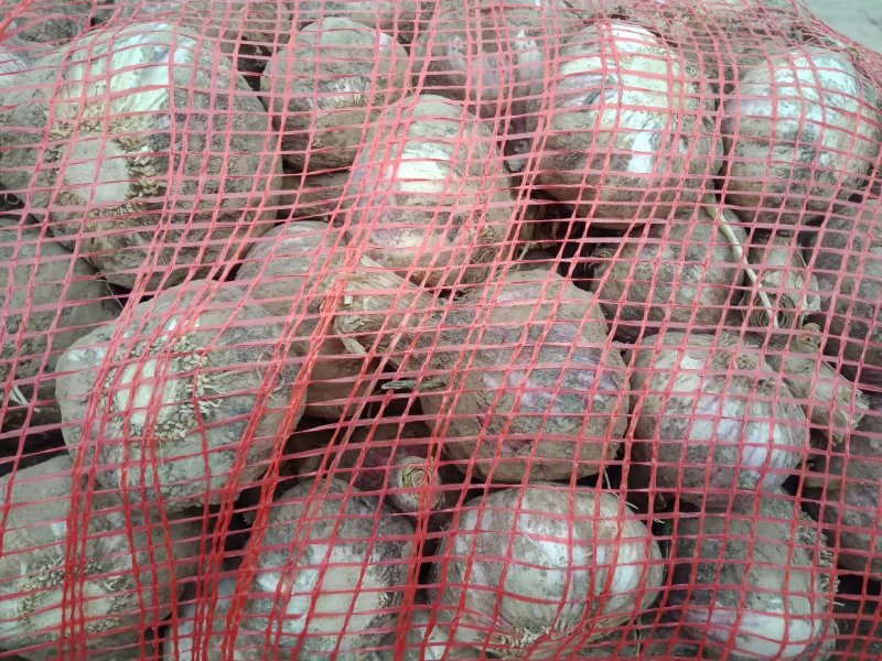 河南，精品，优质，大蒜大量供应代发全国各地质量保证
