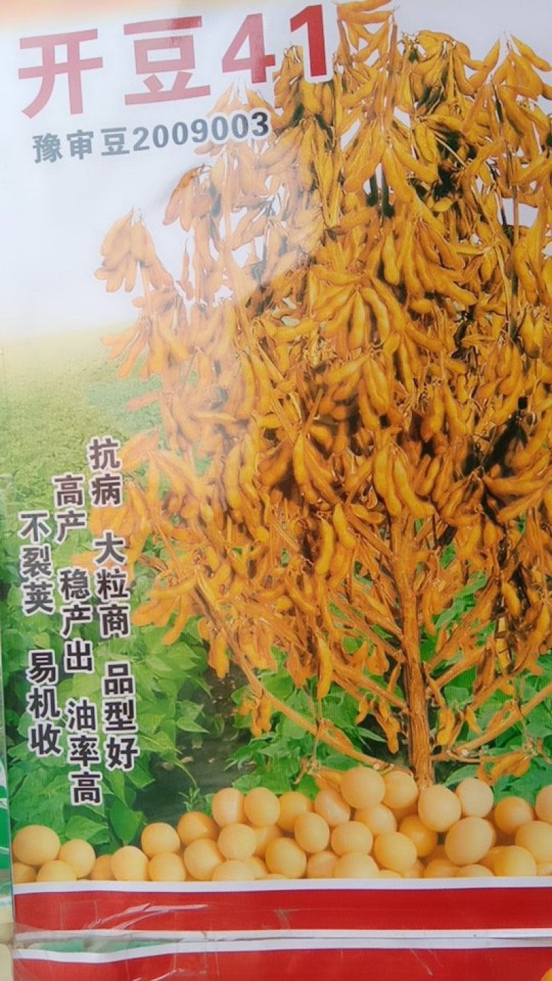 大豆种子