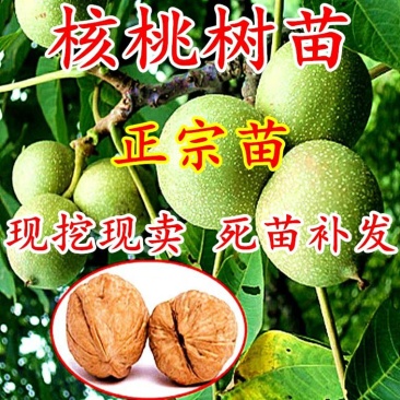 核桃苗包品种包成活包结果假一赔十